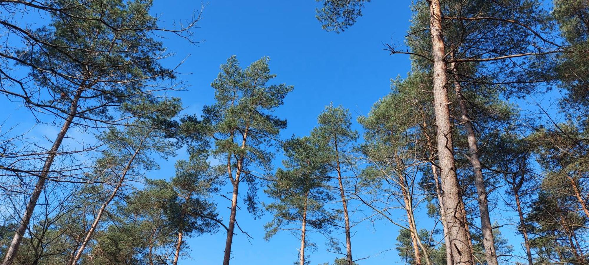 Chalet Wanama. Gelegen Op Het Vakantiepark Het Lierderholt Op De Veluwe. Villa Beekbergen Ngoại thất bức ảnh